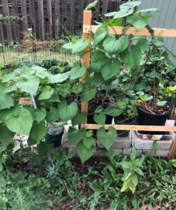 Seed Needs, Large 2.1 Ounce Package of 30,000+ Dazzling Blue Wildflower Seeds for Planting (99% Pure Live Seed Butterfly Attracting Wildflower Mixture - NO Filler) - Bulk 60 91LH2FBEylL