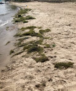 Jenlis The Original Weed Razer, Lake Weed Cutter, Large Pond Aquatic Plant Cutting Tool, Long and Sharp Razor Blades Shear Cattail, Reed, Lilly & Chara Algae, 48 Inch Cut Width, 25 Foot Throw Rope Jenlis Weed Razer Aquatic Weed Cutter 40 91LTf7LpOOL