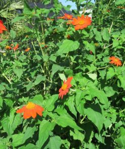 Outsidepride Tithonia Speciosa Red Mexican Sunflower Garden Cut Flowers - 1000 Seeds 54 91LeJJWBpmL