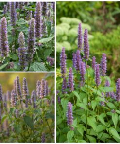 Seed Needs, Anise Hyssop Seeds - 500 Heirloom Seeds for Planting Agastache foeniculum - Medicinal Herb for Tea & Essential Oils, Non-GMO & Open Pollinated (1 Pack) 1 Pack (500 Seeds) 12 91LwD2KjghL