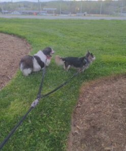 Pet Fit For Life 64" Premium Two Dog Leash: Premium Double Leash for Dogs, Provides Control and Comfort - Durable Foam Rubber Handle, Shock Absorbing Cord - Includes Bonus Collapsible Water Bowl Large 40 91MCviH EVL