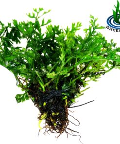 Bolbitis Difformis Baby Leaf Fern Potted Live Aquarium Plants for Freshwater Fish Tank by Greenpro 27 91MQwAuw LL