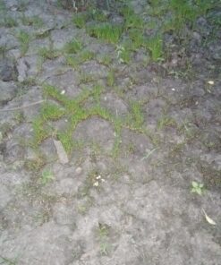 Jonathan Green (10840) Fast Grow Grass Seed - Cool Season Lawn Seed (7 lb) 7 pounds 27 91MRhvLCuhL