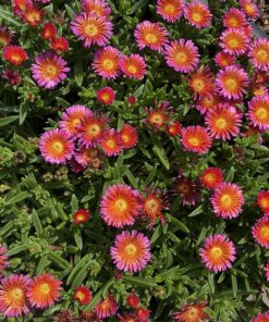 Scotts Super Bloom Water Soluble Plant Food, 2 lb - NPK 12-55-6 - Fertilizer for Outdoor Flowers, Fruiting Plants, Containers and Bed Areas - Feeds Plants Instantly 68 91MdAX9xLcL