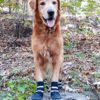 All Weather Neoprene Paw Protector Dog Boots with Reflective Straps in 5 Sizes! (Black Large) Black 39 91MiauiVhRL