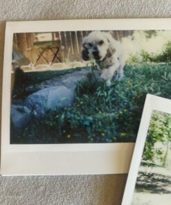 instax Wide Film Twin Pack (White) 33 91Mwvh4UYYL