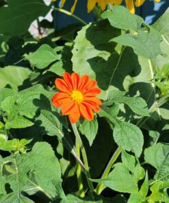 Outsidepride Tithonia Speciosa Red Mexican Sunflower Garden Cut Flowers - 1000 Seeds 65 91N1WG3WGwL