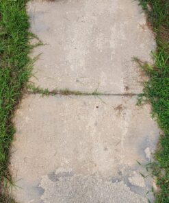 Worx Edger Lawn Tool, Electric Lawn Edger 12 Amp 7.5", Grass Edger & Trencher WG896 12-Amp 7.5" Electric Lawn Edger & Trencher 46 91N1kzJTzZL