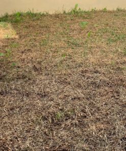 Scotts Turf Builder Grass Seed Fall Overseeding Mix, Thickens & Strengthen to Help Prevent Future Weeds, 15 lbs. 15 lb. 42 91N8liFiIAL