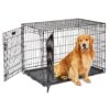 MidWest Homes for Pets Large Dog Crate | MidWest Life Stages Double Door Folding Metal Crate | Divider Panel, Floor Protecting Feet, Leak-Proof Pan | 42L x 28W x 31H Inches For Large Dog Breed 42.0"L x 28.0"W x 30.0"H Lifestages; Double Door 46 91NBxSDchXL