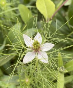 Seed Needs, Large 2.1 Ounce Package of 30,000+ Dazzling Blue Wildflower Seeds for Planting (99% Pure Live Seed Butterfly Attracting Wildflower Mixture - NO Filler) - Bulk 45 91NECflNq6L