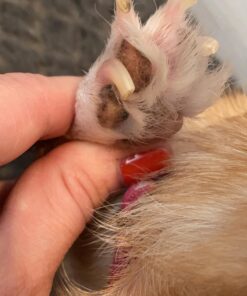 Natural Dog Company Paw Soother Balm, 2 oz. Tin, Dog Paw Cream and Lotion, Moisturizes & Soothes Irritated Paws & Elbows, Protects from Cracks & Wounds 2oz Tin 39 91NOFLGjyFL