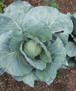 Southern AG 100520028 13021 Caterpillar Control, For Insects8 oz 14 91NkmanVWWL