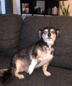 Maxshop Dog Grooming Kit, Low Noise Rechargeable Dogs Shaver Clippers Electric Quiet Dog Hair Trimmer for Dogs and Cats with Comb Guides Scissors Nail Kits (Gold Black) Gold Black 73 91O56P4BHL