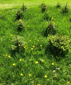 Plant Revolution PRPSGW01 Premium White Mycorrhizae, 1 oz, 1 Ounce, Gray 41 91OAiRBB2fL