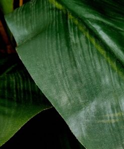 Nearly Natural 6688 Cordyline with Vase Decorative Silk Plant, Green,35" x 12" x 12" 16 91OJea2MmuS