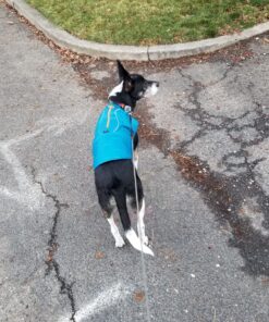 Kurgo Loft Dog Jacket, Reversible Dog Coat, Wear with Harness or Sweater, Water Resistant, Reflective, Winter Coat For Medium Dogs (Coastal Blue, M) Coastal Blue/Orange 37 91OQVRZowiL