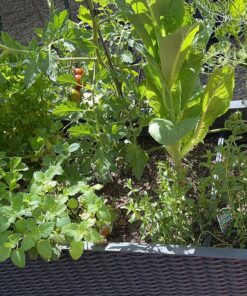 Keter Easy Grow 31.7 Gallon Raised Garden Bed with Self Watering Planter Box and Drainage Plug-Perfect for Growing Fresh Vegetables, Flowers and Herbs Graphite 32 91OWq 9kGCL