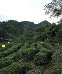 MeiMei Fine Teas Top Grade Keemun Gongfu Black Tea - Chinese Black Tea Loose Leaf Qimen Hong Cha - Single Origin High Mountain Ecologically Grown - Farm to Cup Floral Caramel Fruity (50 grams) 1.76 Ounce (Pack of 1) 8 91OXBtZS4kL