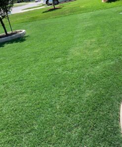 Organic Kelp Fertilizer by GS Plant Foods - Omri Listed(1 Gallon) - Liquid Kelp Concentrate for Gardens, Lawns & Soil Yields 800+ gallons 1 Gallon 36 91OdipZRcwL