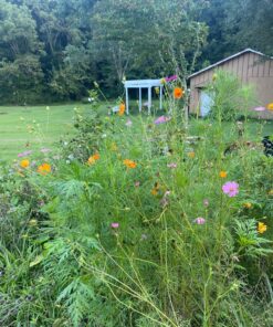 Cosmos Seeds Wildflower Mixture - Bulk 1 Ounce Packet - Over 5,000 Seeds - Pink, Yellow, Orange, Red, Purple and White Mixed Species! 1 Ounce Pouch 53 91OeUr94w8L