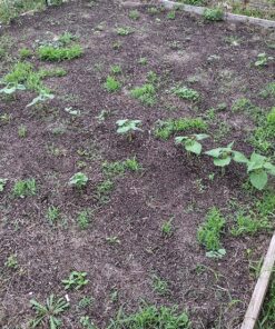 30 Packs of Deluxe Valley Greene Heirloom Vegetable Garden Seeds Non-GMO(Guaranteed 30 Different Varieties as Listed) 33 91Oqfe64pvL