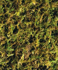 Alternative view of Exo Terra Forest Plume Moss, 7 Quarts, 2-Pack
