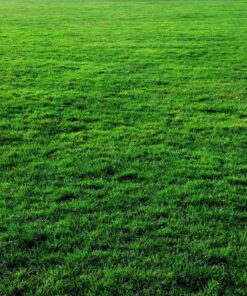 Scotts Halts Crabgrass & Grassy Weed Preventer, Pre-Emergent Weed Killer for Lawns, 5,000 sq. ft., 10.06 lbs. 5,000 sq. ft. 16 91OzOAELNsL