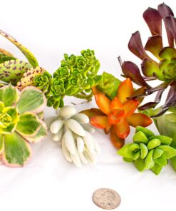 FATPLANTS 10 Living Succulent Cuttings 41 91PJaIokXHL