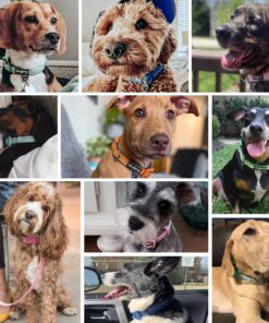 Blueberry Pet Soft & Safe 3M Reflective Neoprene Padded Adjustable Dog Collar - Baby Blue Pastel Color, Medium, Neck 14.5"-20" 40 91PTIxnRWOL 2