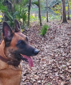 Activate II Flea and Tick Prevention for Dogs | 4 Count | Extra Large Dogs 55+ lbs | Topical Drops | 4 Months Flea Treatment 40 91PXbQ3NDoL