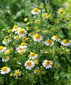 Outsidepride Perennial Roman Chamomile Evergreen Carpet Herb Garden Plants - 25000 Seeds 13 91Pc0mYx pL