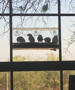 Extra Large Window Bird Feeders for Outside - Clear Bird Feeders for Viewing - Extra Strong Suction Cup Bird Feeder Window - Drainage Holes, Detachable Large Seed Tray, and Rubber Perch for Wild Birds Rectangular 29 91PghLsPjFL