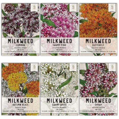 Seed Needs, Milkweed Seed Packet Collection to Attract Monarch Butterflies (6 Individual Seed Varieties to Plant) Heirloom & Untreated Seeds 6 Pack