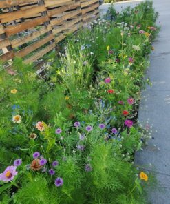 Wildflower Seeds Butterfly and Humming Bird Mix - Large 1 Ounce Packet 7,500+ Seeds - 23 Open Pollinated Annual and Perennial Species 1 Ounce Pouch 48 91Pkvcppl9L