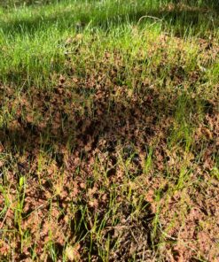 Scotts Turf Builder Grass Seed Sun & Shade Mix, Grows in Extreme Conditions & Spreads for a Durable Lawn, 7 lbs. 1 Pack 7 lb. 83 91PlK1mStL 1