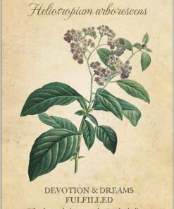 Botanical Inspirations Deck & Book Set 38 91Prsme viL 2