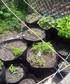 Ming Wei Garden Plant Bags / 6-Packs 5 Gallon Grow Bags/Aeration Fabric Pots/Handles (Black) Black 32 91PtRQzKYML