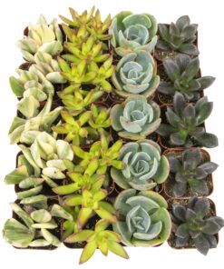 Succulents Plants Live (20PK) Potted Succulent Plants Live House Plants, Cactus Plants Live Plants Indoor Plants Live Houseplants, Indoor Plant Succulents Live Plant House Plant by Plants for Pets 20-PACK 41 91Q4qfDzh7L
