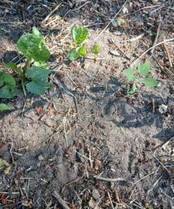 Praying Mantis Egg Case with Hatching Habitat Cup - 2 Praying Mantids Egg Cases 2 Egg Pod Habitat Cup 47 91Q89ok6wEL