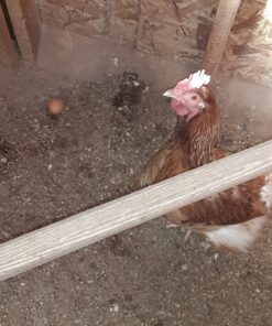 Vive Suction Cup Grabber Reacher 32" - Elderly Grab It Reaching Pickup Tool Heavy Duty for Seniors - Trash, Sticks, Litter Picker Upper - Extra Long Reach Handle & Handy Extension Arm Claw 1 38 91QTfqJeUKL 1