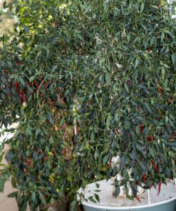 General Hydroponics MaxiGro Plant Food For Vigorous Growth, 2.2 lb 53 91QYAJtUEZL