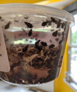 Bazos 1500 Live Ladybugs - Good Bugs - Ladybugs - Ladybugs for Garden - Guaranteed Live Delivery (1500) 18 91QYfQGaCkL