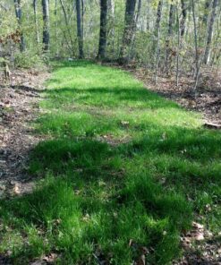 Antler King No Sweat No Till Plot Mix 32 91Qjg1U4aYL