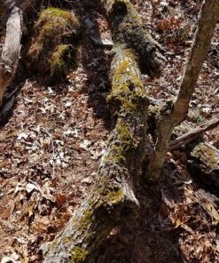 Sportsman Pocket Chainsaw 36 Inch Long Chain With Fire Starter Best Compact Folding Hand Saw Tool for Survival Gear, Camping, Hunting, Tree Cutting or Emergency Kit. Replaces Your Pruning & Pole Saw 59 91RD3v 3mPL