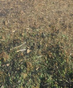 Scotts Turf Builder Grass Seed Bermudagrass, Mix for Full Sun, Built to Stand Up to Heat & Drought, 5 lbs. 5 lb. 100 91RPRqGRY1L