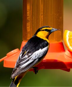 Perky-Pet 4501-6 Ready-to-Use Oriole Food, 1 Liter 8 91RRDEfT2JL