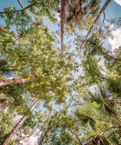 Rokinon 14mm F2.8 Full Frame Auto Focus Lens for Sony E-Mount, Black (IO14AF-E) 38 91RSGA9fZ7L