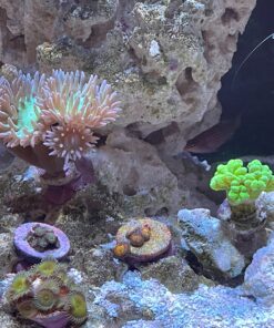 Chemi-Clean - 2 g 2g 45 91RU8Iy266L