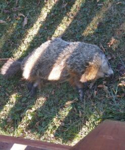 HatsanUSA 92164500003BL Air Guns BBS & Pellets 22 91RUK3cUGHL